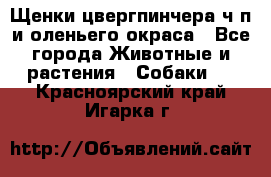 Щенки цвергпинчера ч/п и оленьего окраса - Все города Животные и растения » Собаки   . Красноярский край,Игарка г.